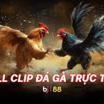 Phát lại đá gà